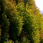 Gelber Zwerg-Lebensbaum / Thuja orientalis Aurea Nana